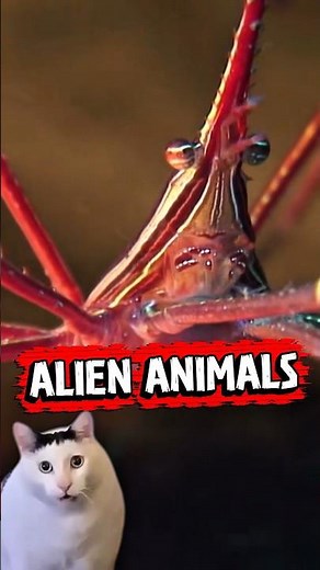 Meet The Arrow Crab!😱#animalshorts