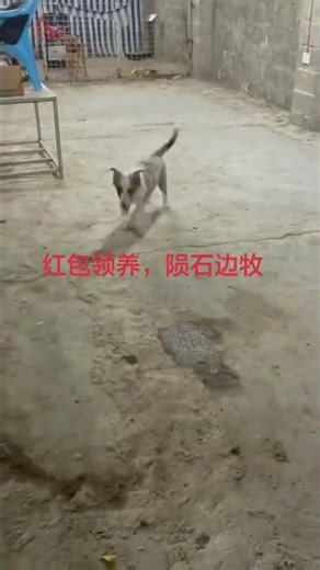#农村土狗 #中亚猎狼犬 #牧羊犬 #狗狗🐶 #杰克罗素梗