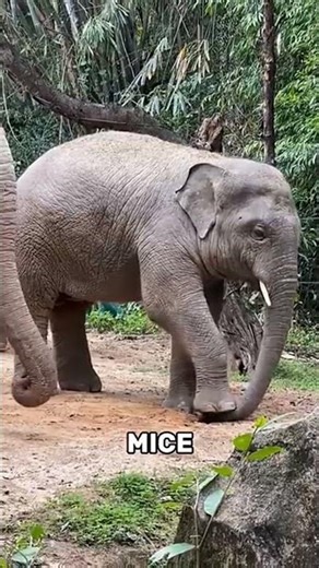 Elephent Are Afraid Of Mice #elephent #afraid #wildanimals #starngerthings #mice