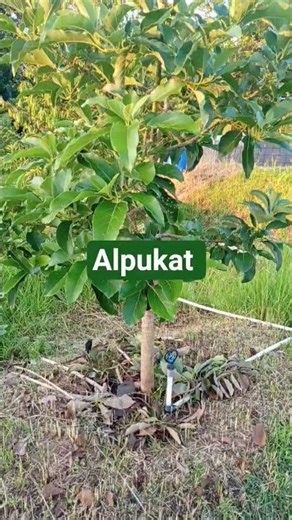 Avocados Grow Well with Optimal Care. #fruit #avocadogardens #mikiavocados