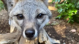 1K views · 82 reactions | Have you heard the story of the gray fox,...