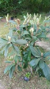 Loquat: The Tree That Restores Breath