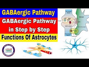 GABAergic Pathway in Step by Step | Functions of Astrocytes