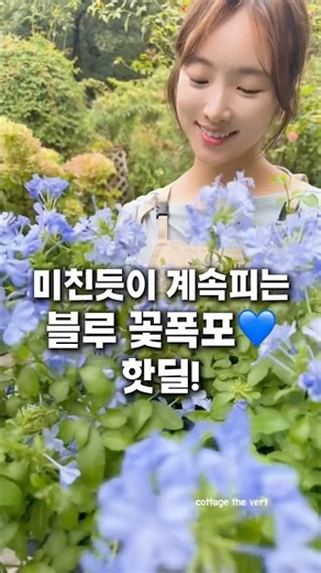 많이들 찾으시던 블루 꽃폭포!💙핫딜🥰 #정원가꾸기 #정원꾸미기 #베란다식물 #테라스정원