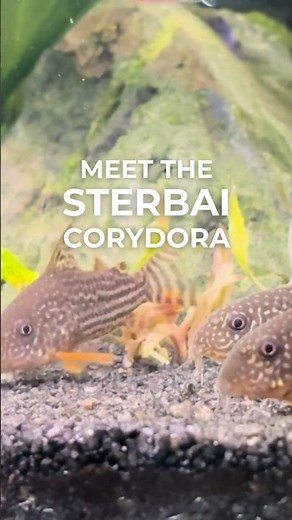 Sterbai Corydoras #corydoras #tropicalfish #fishtank