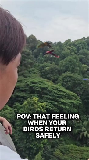 What Greater Feeling than your birds return safely to you during freeflying. #parrotsoftiktok #singaporemacaw #macawmavericks #macawsoftiktok #singaporeparrot