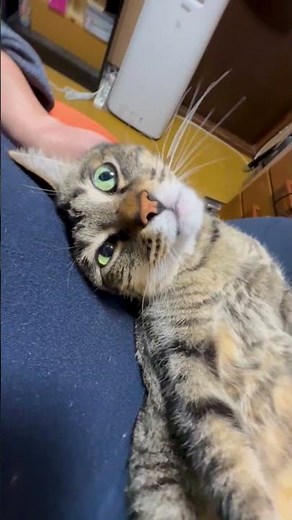 【その⑥保護猫の膝上での面白い寝相】へそ天姿で顔を撫でられて気持ちよさそうな姿が可愛すぎる～www #保護猫 #猫癒し #甘えん坊猫