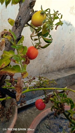 Make your own kitchen garden #kitchengarden #vegetables #subscribe #nature #trending #shorts #reels