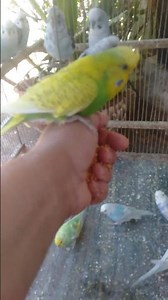 Warum ruhige Vögel oft die glücklichsten sind 🧡