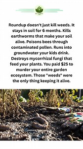 You killed the weeds. Then you killed everything else. 🧪💀 Roundup doesn't disappear after the weeds die. It stays in your soil for 6 months. It keeps killing. First the earthworms die. The ones that make your soil alive. That create the tunnels for water and oxygen. Gone in 48 hours. Then the mycorrhizal fungi die. The underground network that feeds your plants and trees. 90% of plants depend on it. Dissolved in a week. Then the bees visit your flowers. The contaminated pollen poisons them slo