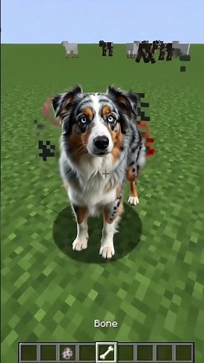 Australian Shepherd (Blue Merle) clip 2