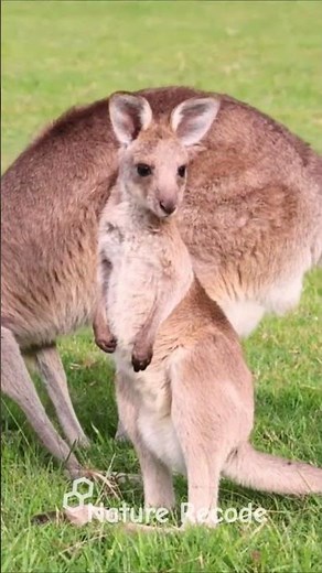 Kangaroo australian wildlife marsupial