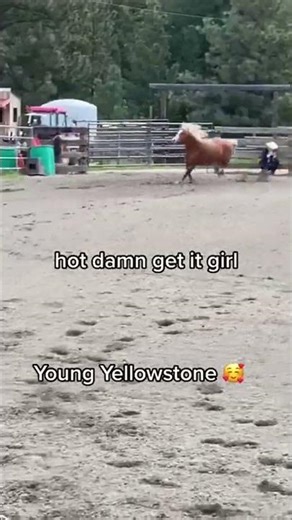 #yellowstone #SteveRotherHorsemanship #schoolofhorse #liberty