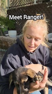 Meet Our New German Shepherd Puppy Ranger! #germanshepherdpuppy #newpuppy #homesteadlife #farmanimals #homesteadfamily | Mountain Spring Homestead