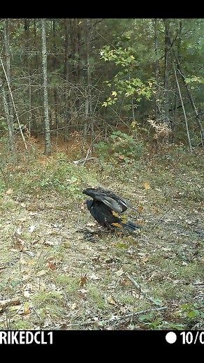 1.6K views · 14 reactions | A turkey vulture shows off its impressive wingspan before launching into flight — straight toward the camera! A rare and thrilling close-up of these incredible scavengers in action. Date & Time: Oct 7, 5:49pm Location: Charles’ Bars Species: Turkey Vulture Behaviors: Wing display, flight takeoff Camera: Browning Strike Force DCL Nano #TrailCamShorts #TurkeyVulture #WildlifeCloseUp #TrailCamReel | Backyard Wildlife Maine | Facebook
