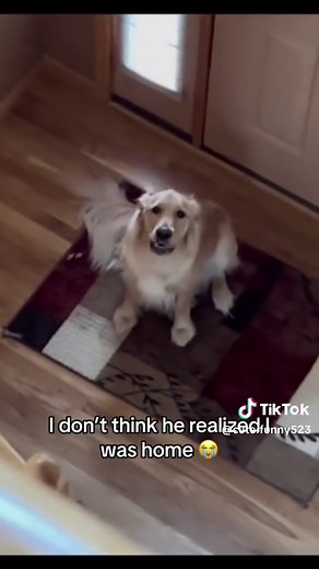 Hilarious Dogs Howling and Teasing Their Owners