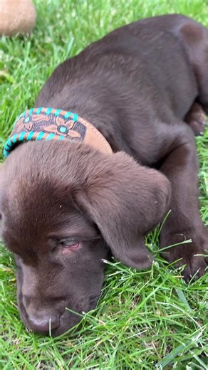 😍😍😍 #puppy #cute #dog #collar #tiktokshop | Dog Collars