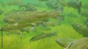 fish farming and feeding with rainbow trouts in fresh water