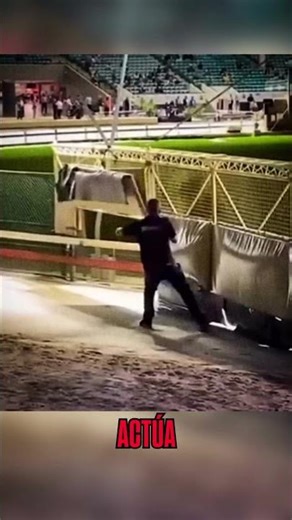 This is how they stop dogs traveling at 70 km/h in a race #shortsvideo