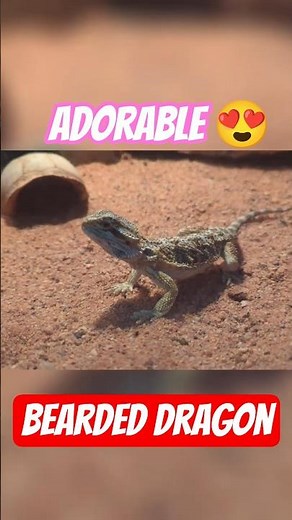 Adorable Baby Bearded Dragon! 🦎 Cutest Reptile Ever!