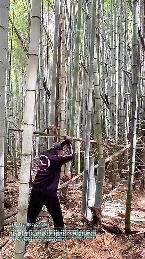 刀を振り下ろし：節目ごとの竹伐採術