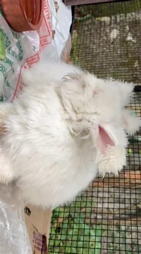 German Angora 🐰💗 #angora #angorarabbit #trendingreels