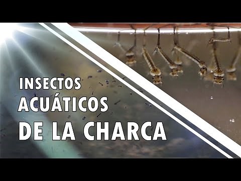INSECTOS ACUATICOS de agua dulce que habitan en la CHARCA