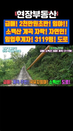소백산 계곡 옆 임야 매매 자연 임업후계자 3119평 #급매 #임야 #소백산 #자연인 #어의곡리