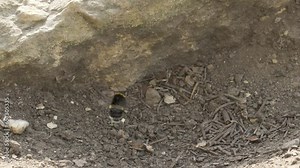 family of Buff-tailed bumblebees (Bombus terrestris) creates a nest. Bumble Bee infested by parasite phoretic mite