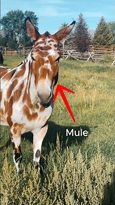 Mules are just built different… #horse #horses #mule #mules #equestrian
