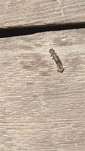 One of the weirdos of the Amazon ..... | Steve Townson Amazon-Angler