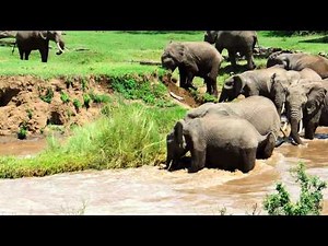Elephant calf river rescue © Sandy Gelderman