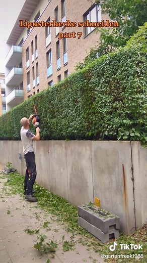 Ligusterhecke Schneiden: Tipps und Tricks für eine perfekte Formschnitt