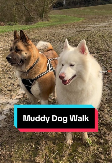 Come on a muddy walk with Aiko the #akita and Marley the #husky #walk #dogwalk #dogsoftiktok