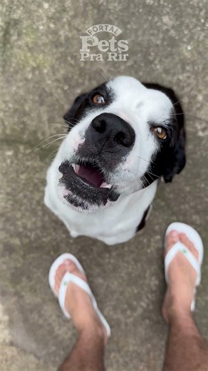 Cachorro impressiona ao latir conforme perguntas de seu dono😍🐕