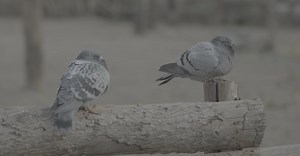 Video by lin lin on Pexels