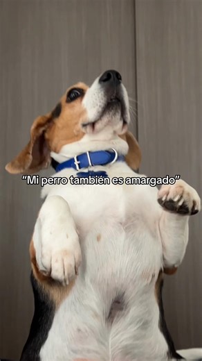 ¿Gané el trend de los beagles amargados?