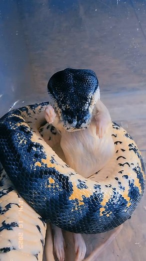 Close up of my big, angry boy, Lazarus eating 🙃 #carpondro #Greentreepython #AruGreenTreePython #hybrid #IrianJayaCarpetPython #CarpetPython #Pythons #snake #snakelife #snakesofinstagram #snakeselfie #reptiles #reptilesofinstagram #reptilegirl #snakelover #snakelove #reptilekeeper #reptileworld #animalsofinstagram #animals #pythonsofinstagram #animalia #chordata #reptillia #squamata #serpentes #pythonidae #morelia #spilota #cheynei | Flakiiszz M. Lopez