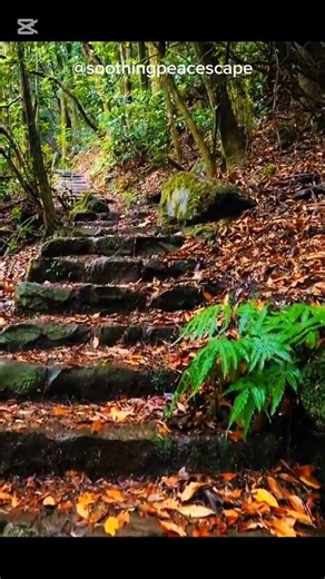 Beautiful Birds Chirping Relaxing Music 🎶🕊️ | Forest Peace 🌲✨ #BirdsChirping #Meditation #Shorts