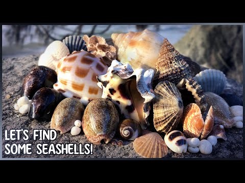 Top Condition Donkey Cowrie | Collecting Seashells at Low Tide over Two Days