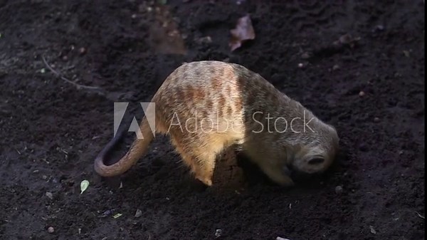 Portrait of a meerkat animal digging in the ground. Meerkat or Suricate (Suricata suricatta), High definition shot on 4K vertical video footage, 60 fps.