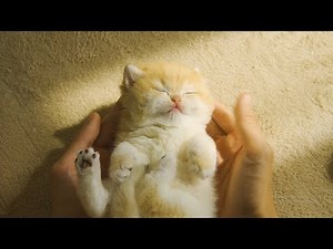 Easy way to lull Pudding kittens to sleep