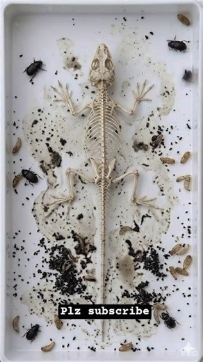 🤯What Happens When a Lizard Dies?😱 Timelapse Until Skeleton #timelapse #lizard