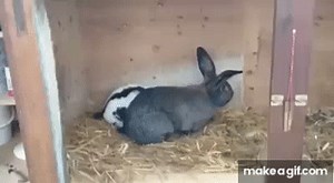 Rabbit passes out after quickie! on Make a GIF