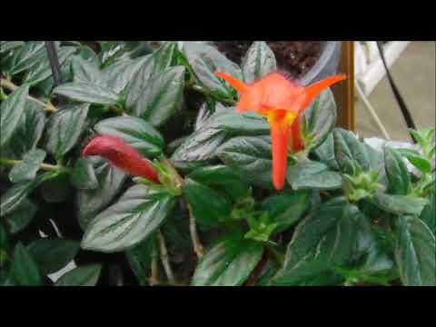Dancing Dolphine Vine Blooming, How to care for a dancing dolphin vine, columnea gloriosa