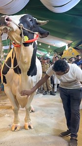 332K views · 2K reactions | The Aussie Bull is Taller Than Me 樂 || #Biggest_Bull #Cow #Biggest_Cow #Biggest_Cow_in_the_world #Biggest_Brahman_Bull #1950kg_Bull #Heaviest_Bull_in_the_world #Heaviest_Cow_in_the_world #viral #trending #highlights #everyone #Chianina #Romagnola #Sapi_PO #Ongole_Gittalu #Asturiana #Kankrej #Guzera #Vaca #Stier #Bullen #Brahman #Hereford #Braford #SibiBhagnari #Marchigiana #Limousin #Boran | Biggest Cow in Bangladesh | Facebook