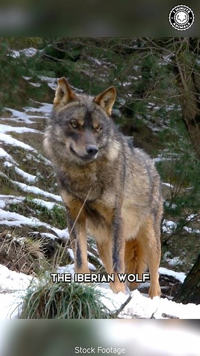 Iberian Wolf 🐺 The Fearsome Guardian Of The Peninsula! #iberianwolf #wolf #wolfpack #wolves #wolvesofinstagram #iberianpeninsula #wildwolf #wolfgang #wildlife #wildanimals | 1 Minute Animals