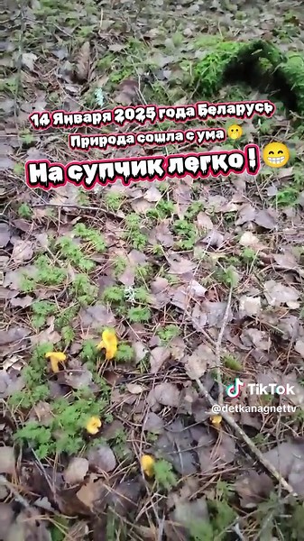 Лисички в январе: Природные чудеса зимы