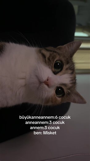 Bebek ve Kedi Komedisi: Ailemizle Eğlenceli Anlar