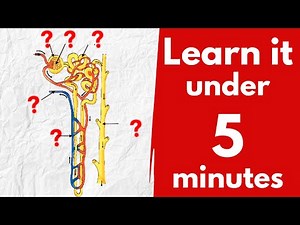 Learn structure of nephron diagram in 5 minutes !!! Class 10 Biology